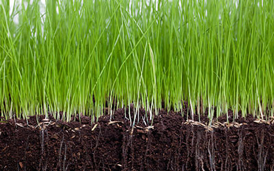 CATHERINES LANDSCAPE AND NURSERY